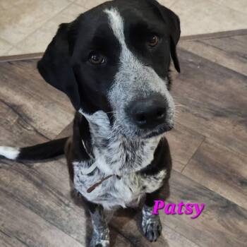 Cattle Dog Dogs Available for Adoption in Columbia, Missouri - Patsy | PetCurious