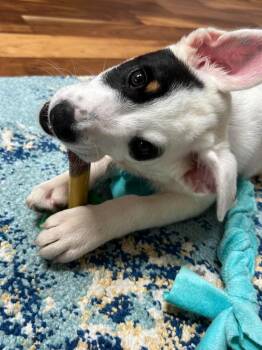 Sundae -  Australian Shepherd Dog for Adoption in Bristol, Wisconsin - Sundae | PetCurious