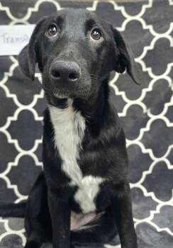 Transfer -  Labrador Retriever and Border Collie Dog for Adoption in Othello, Washington - Transfer | PetCurious