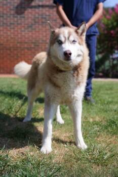 Azaulu -  Husky Dog for Adoption in Stillwater, Oklahoma - Azaulu | PetCurious