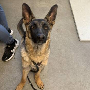 German Shepherd Dog Dogs Available for Adoption in Rifle, Colorado - Kyla | PetCurious