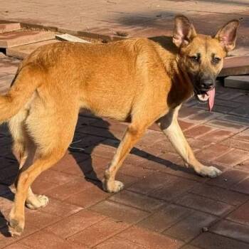 Rescue Shepherd Dogs for Adoption in Spring, Texas - Claudia | PetCurious