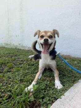Loki -  Chihuahua and Mixed Breed Dog for Adoption in North Miami Beach, Florida - Loki | PetCurious