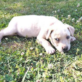 American Bulldog Dogs Available for Adoption in Rutherfordton, North Carolina - Diamond | PetCurious