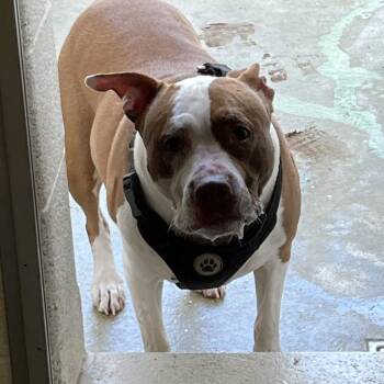 Pit Bull Terrier Dogs Available for Adoption in Harrisonburg, Virginia - Rose | PetCurious