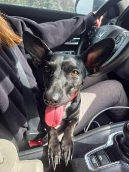 Chihuahua and Dachshund Dogs Available for Adoption in Silsbee, Texas - Danika  | PetCurious