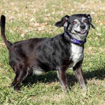 Rescue Mixed Breed Dogs for Adoption in Troy, Illinois - Pinky | PetCurious