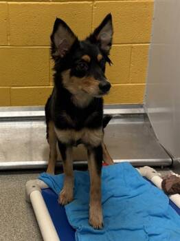 ROXY -  Australian Shepherd and Mixed Breed Dog for Adoption in West Valley City, Utah - ROXY | PetCurious
