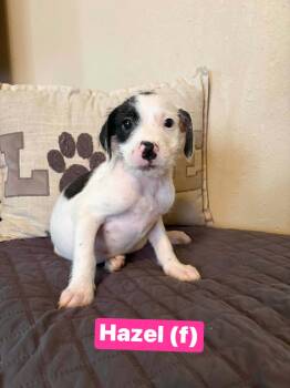 Hazel -  Boxer and Terrier Dog for Adoption in Salamanca, New York - Hazel | PetCurious