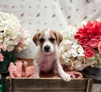 Summer Squash -  Terrier Dog for Adoption in Newberg, Oregon - Summer Squash | PetCurious