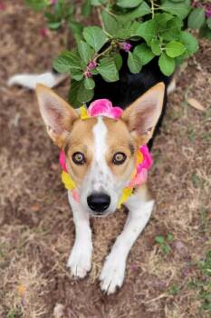 Jolene -  Corgi and Australian Cattle Dog Blue Heeler Dog for Adoption in Vernon, Texas - Jolene | PetCurious