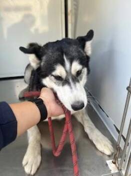 Rescue Siberian Husky Dogs for Adoption in Stockton, California - CANDY APPLE | PetCurious