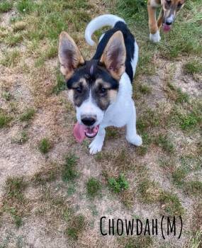 Shepherd and Husky Dogs Available for Adoption in Pembroke, Massachusetts - Chowdah | PetCurious