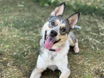 Rescue Australian Cattle Dog Blue Heeler and Husky Dogs for Adoption in Temple, Texas - Kira | PetCurious