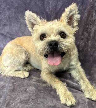 Rescue Shih Tzu and Terrier Dogs for Adoption in Lodi, California - Buddy | PetCurious