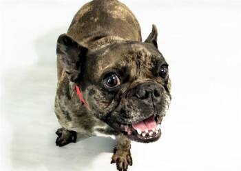 French Bulldog Dogs Available for Adoption in Fort Lauderdale, Florida - CALI | PetCurious