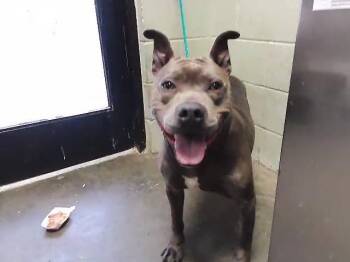 BUGSY -  Pit Bull Terrier and Mixed Breed Dog for Adoption in Tulsa, Oklahoma - BUGSY | PetCurious