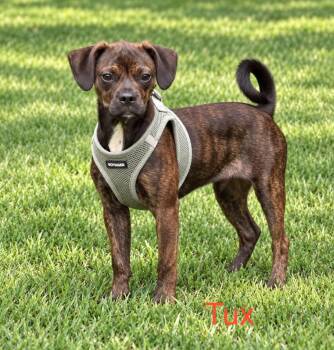 Tux -  Boston Terrier Dog for Adoption in Kings Mountain, North Carolina - Tux | PetCurious