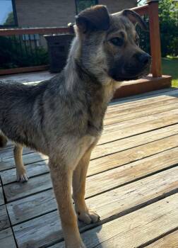 Rescue Shepherd Dogs for Adoption in Grand Forks, North Dakota - Oakley | PetCurious