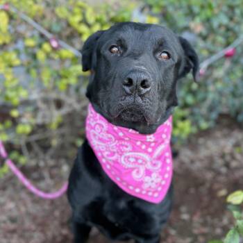 Juanes -  Rottweiler Dog for Adoption in South El Monte, California - Juanes | PetCurious