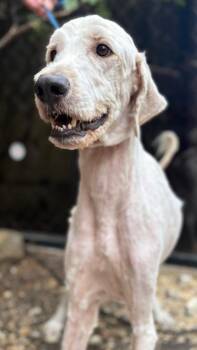 Ollivander -  Poodle and Great Dane Dog for Adoption in Fort Worth, Texas - Ollivander | PetCurious