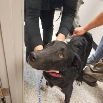 Mesa -  Black Labrador Retriever and Mixed Breed Dog for Adoption in Taos, New Mexico - Mesa | PetCurious