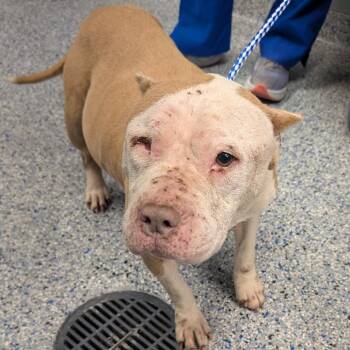 American Staffordshire Terrier Dogs Available for Adoption - Charlize | PetCurious