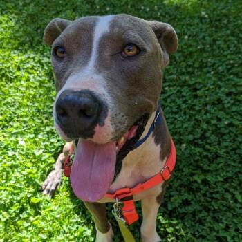 Wilco -  Pit Bull Terrier and Mixed Breed Dog for Adoption in Salt Lake City, Utah - Wilco | PetCurious