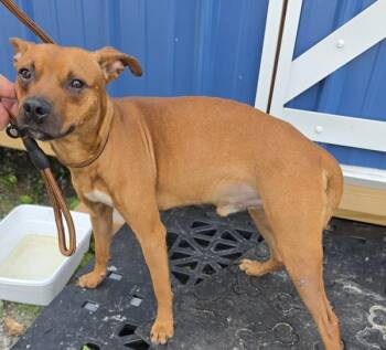 Sawyer -  Hound Dog for Adoption in Cleveland, Tennessee - Sawyer | PetCurious