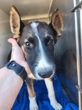 Nami - URGENT -  German Shepherd Dog and Husky Dog for Adoption in Thousand Oaks, California - Nami - URGENT | PetCurious