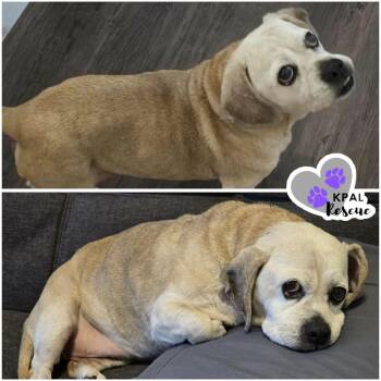 Pug and Beagle Dogs Available for Adoption - Ellie May | PetCurious
