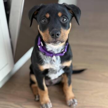 Chop -  Border Collie and Rottweiler Dog for Adoption in Chatham, New Jersey - Chop | PetCurious