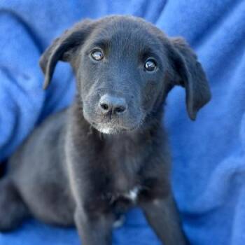 Arrow -  Labrador Retriever Dog for Adoption in Red Bluff, California - Arrow | PetCurious