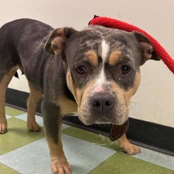 Santina -  Mixed Breed Dog for Adoption in Philadelphia, Pennsylvania - Santina | PetCurious