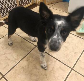 Rescue Australian Cattle Dog Blue Heeler Dogs for Adoption in Colleyville, Texas - Chilli | PetCurious