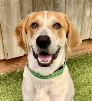 Rescue Hound and Mixed Breed Dogs for Adoption in Eugene, Oregon - Benny | PetCurious