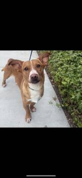 Dachshund and Terrier Dogs Available for Adoption in New Haven, Connecticut - Buddy | PetCurious