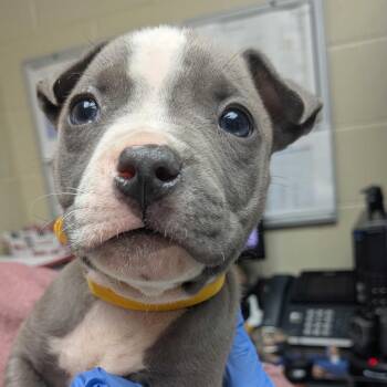 Mixed Breed Dogs Available for Adoption in Columbus, Georgia - Zeppelin | PetCurious