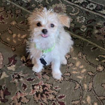 Terrier and Mixed Breed Dogs Available for Adoption in Broken Arrow, Oklahoma - Cannoli | PetCurious