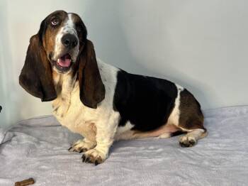 Hushpuppy -  Basset Hound Dog for Adoption in Meherrin, Virginia - Hushpuppy | PetCurious