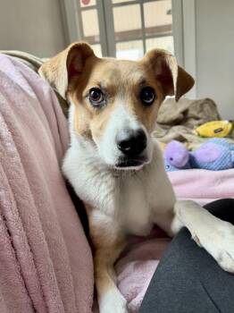 Dixie -  Australian Cattle Dog Blue Heeler Dog for Adoption in Littleton, Colorado - Dixie | PetCurious