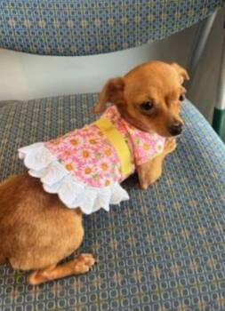 Chihuahua and Mixed Breed Dogs Available for Adoption in Ellicott City, Maryland - Robin (I Need A Foster) | PetCurious