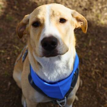 Labrador Retriever Dogs Available for Adoption - HONEY BUN | PetCurious