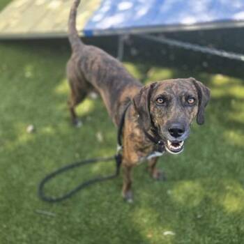 Cinnamon -  Plott Hound and Mixed Breed Dog for Adoption in Brentwood, Missouri - Cinnamon | PetCurious