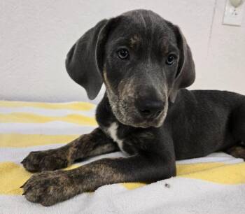 ELLIE -  Retriever and Great Dane Dog for Adoption in Sandusky, Ohio - ELLIE | PetCurious
