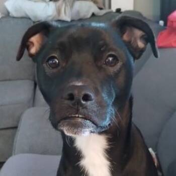 Black Labrador Retriever and Terrier Dogs Available for Adoption - Rose | PetCurious