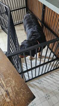 Rottweiler Dogs Available for Adoption - Zodi | PetCurious