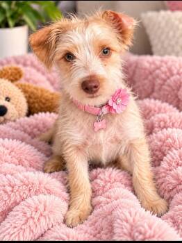 Braylee -  Chihuahua and Terrier Dog for Adoption - Braylee | PetCurious