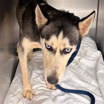 Delta -  Husky Dog for Adoption in Philadelphia, Pennsylvania - Delta | PetCurious