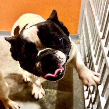 Penelope (MY26-59) -  French Bulldog Dog for Adoption in Peyton, Colorado - Penelope (MY26-59) | PetCurious